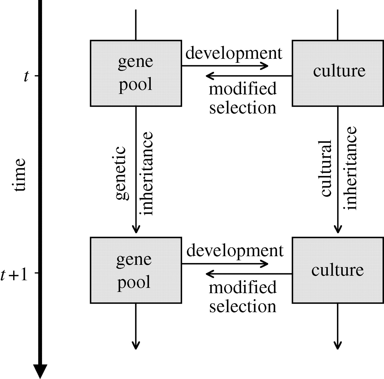 Genes hold culture on a leash