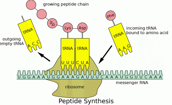 Peptide_syn