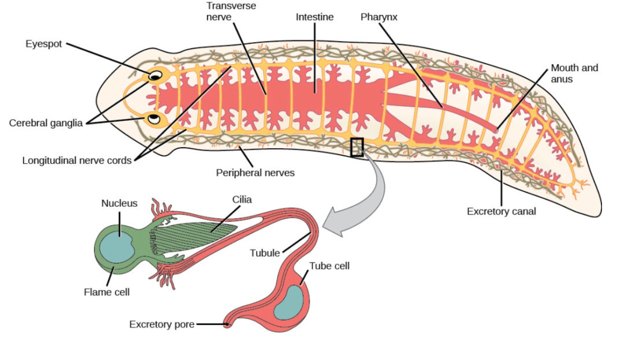 planarian