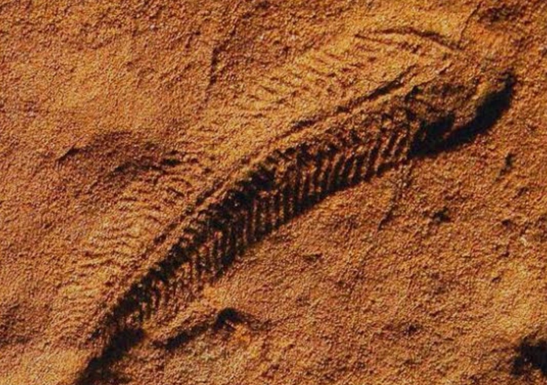 Fossil of spriggina