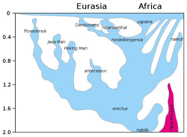 Homo_lineage