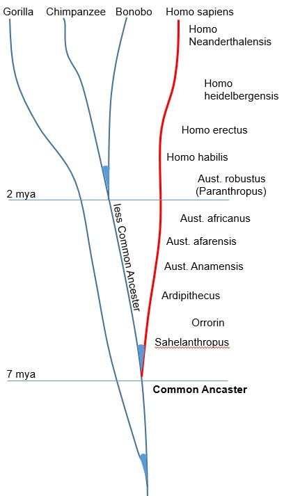 hum-evo-tree-crnt